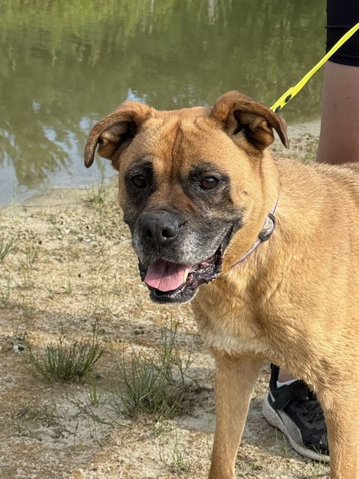 Bokser- piekna suczka Bunia do adopcji!
