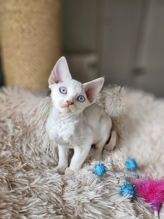 Kotka Devon Rex liliowy point