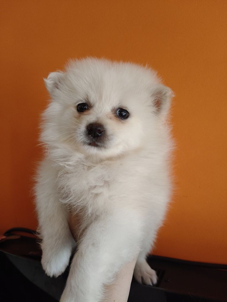 Spitz alemão menina