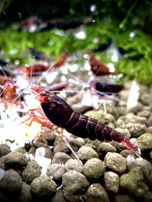 Krewetki Red Ruby Czerwono Czarne Caridina