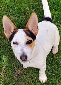 Suczka Jack Russell terrier