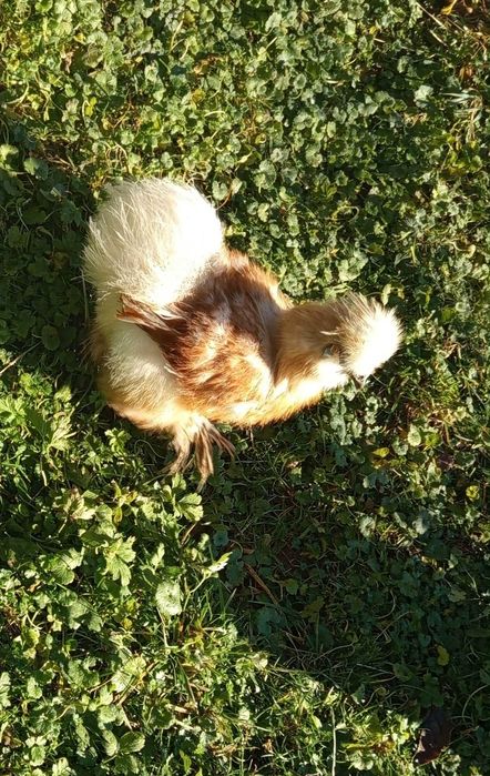 Koguty silki kogut silka i jaja lęgowe