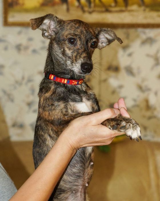 Собачки разных пород