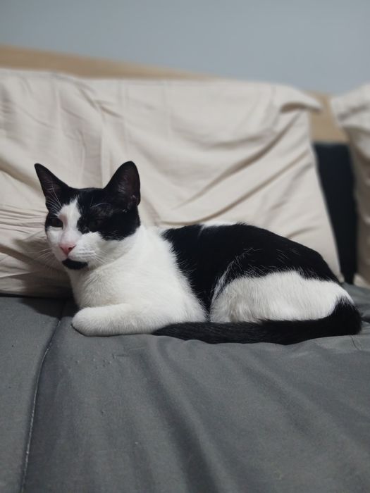 Gatinho macho 8 meses, esterilizado e com chip – Adoção responsável