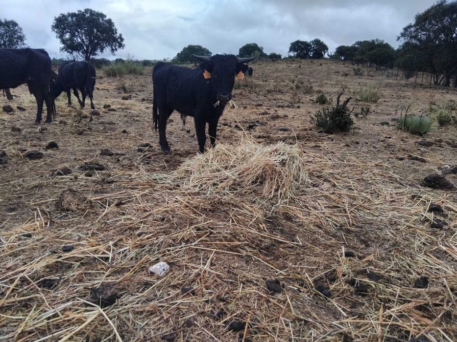 Bezerros bravos puros