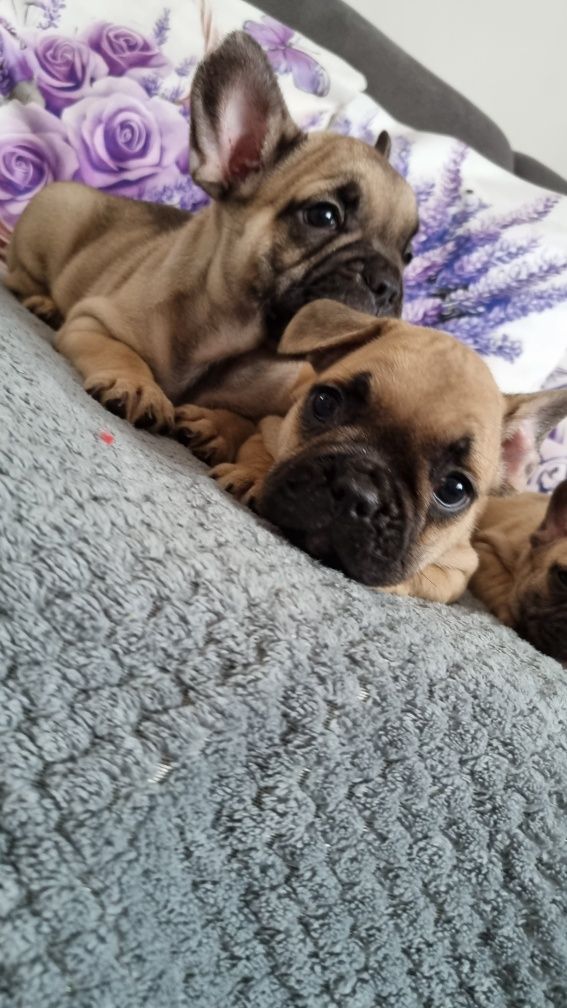 Buldog francuski pies