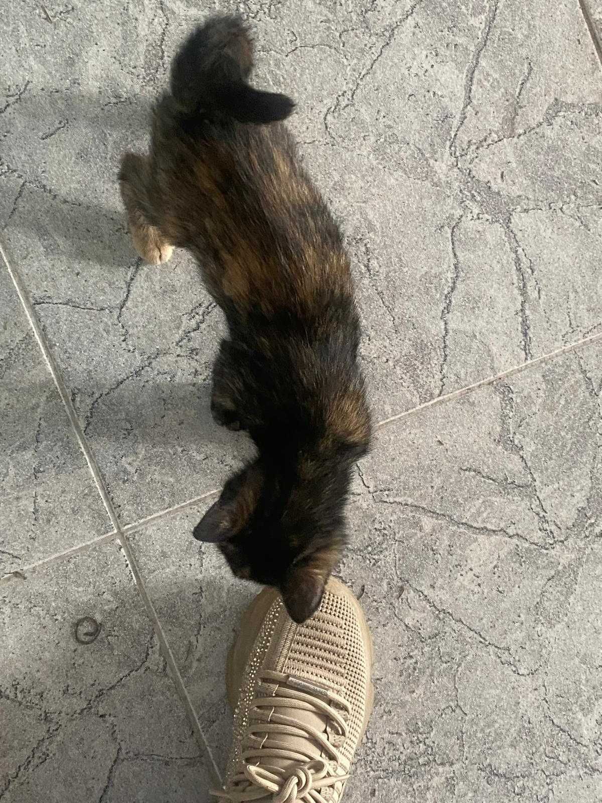 Gata de 3 meses para Adoção Responsável