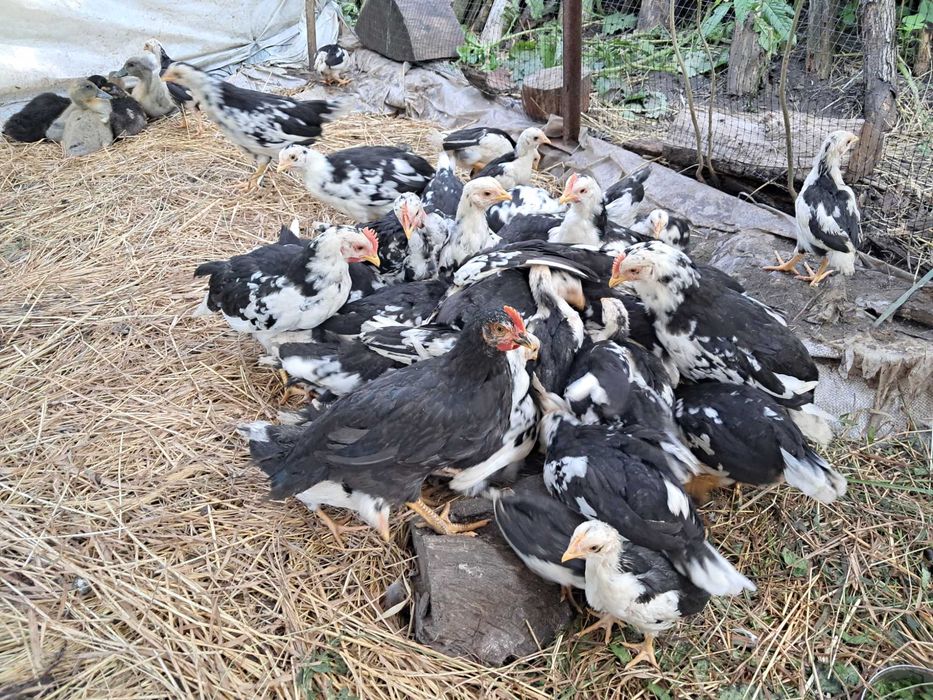 Курчата породи легорн далматинець