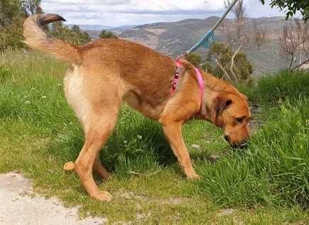 a BEATRIZ é uma cachorrinha xXARPEI está para ADOÇÃO!