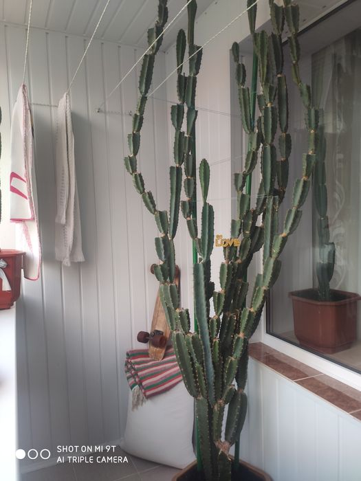 Кактус Еуфорбія тригорна, молочай трикутний