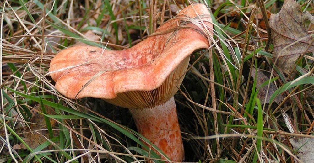 Rydze świeże zbierane  na zamówienie
