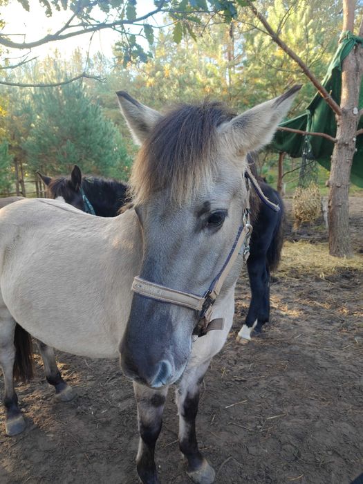 Dzierżawa koni, koniki