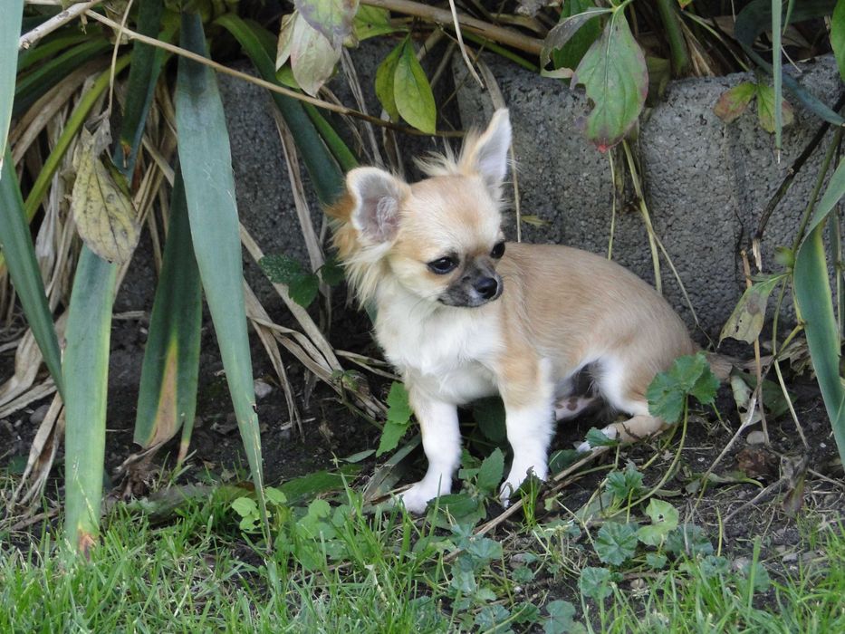Słodki piesek długowłosy - Chihuahua - ZKwP/FCI