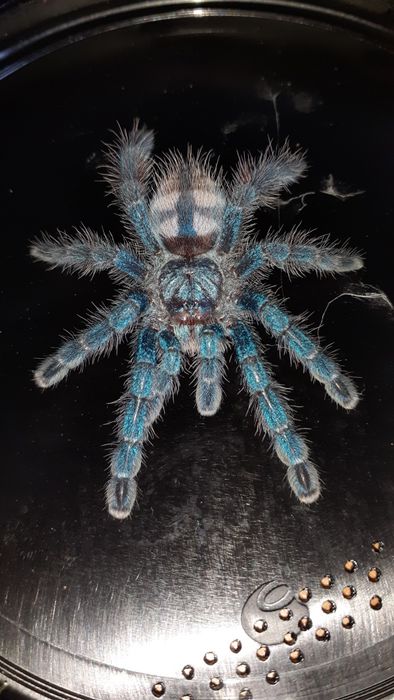 Caribena versicolor samiec l7