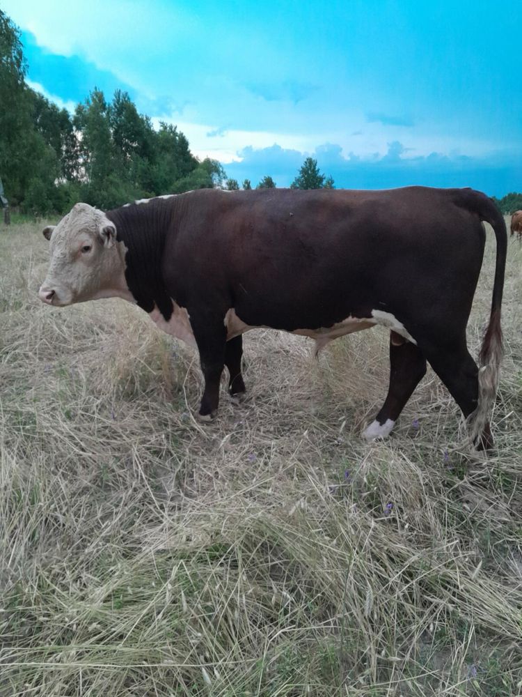 Byk Hereford PZHiPBM