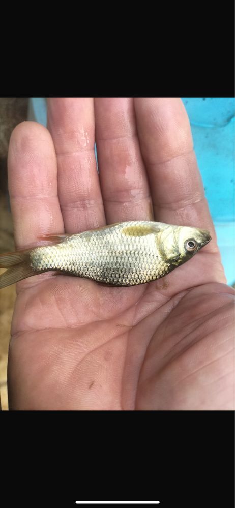 Peixes para repovoamento Lagos