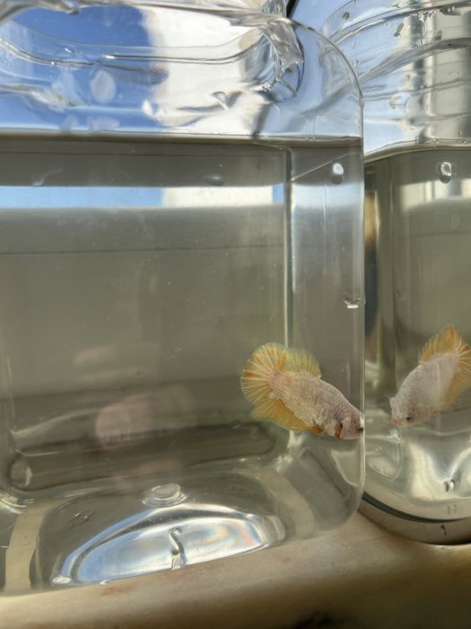 Betta splendens Macho 8b - yellow dragon hmpk