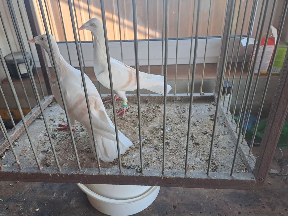 Srebrniak perłowy pasiak masłowy białoogon para