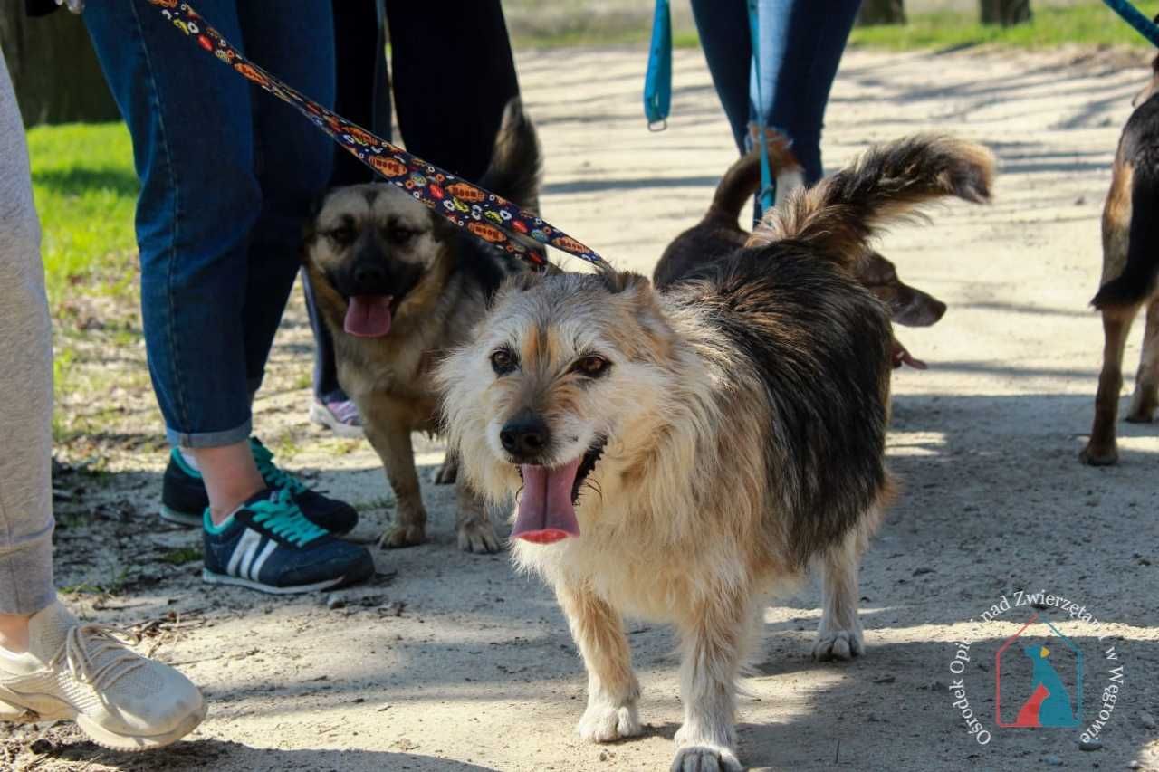 Śliczna, łagodna, pogodna, 7 lat czeka na dom POKOCHAJ Doris