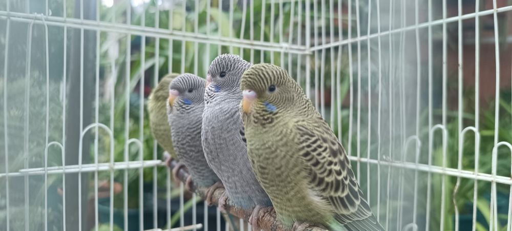 Periquitos black face