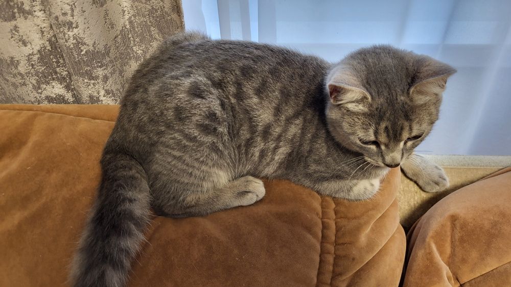 Молоденька кішечка Асма