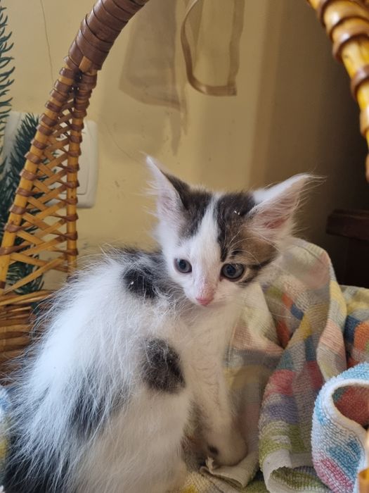 Кошенята в добрі руки, безкоштовно