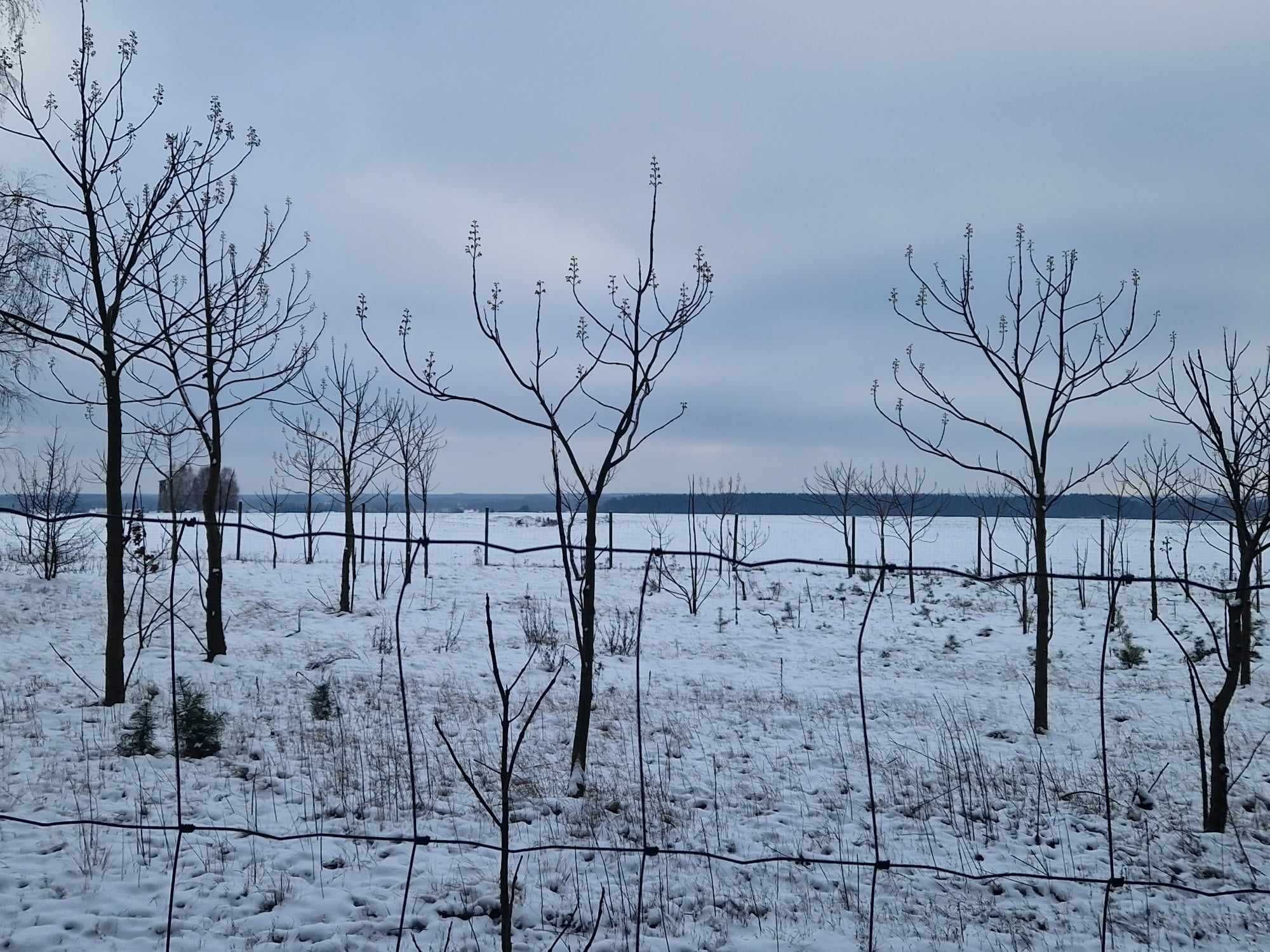 Pojedyncze drzewa Oxytree (Drzewa Tlenowe, Paulownie) na sprzedaż