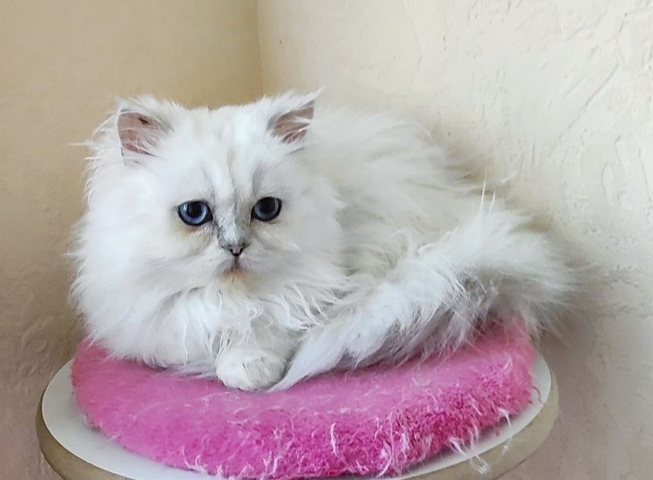 Мальчик шиншиллка поинт