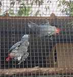 Casal psittacus erithacus
