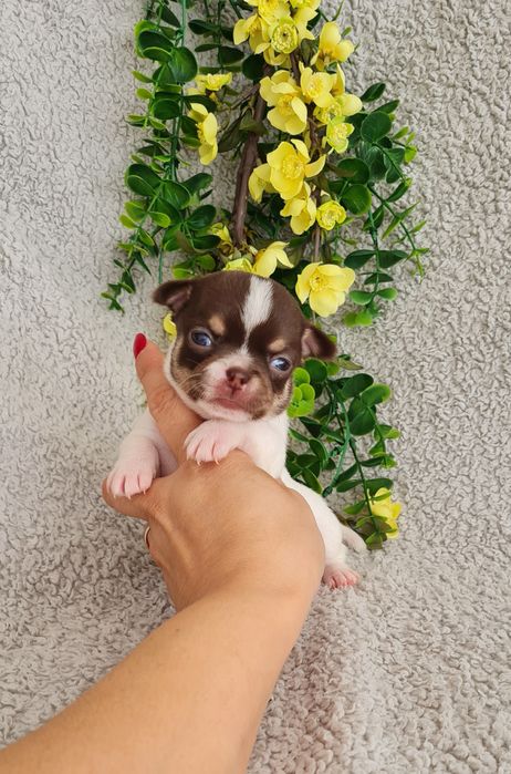 Excecional menina minimini Chihuahua.Chiuaua linhagem Russa, Qualidade