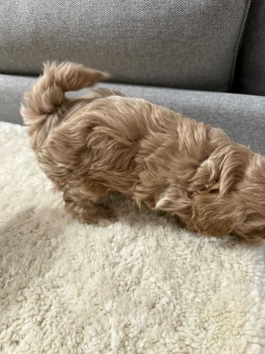 Maltipoo  mała sunia xs