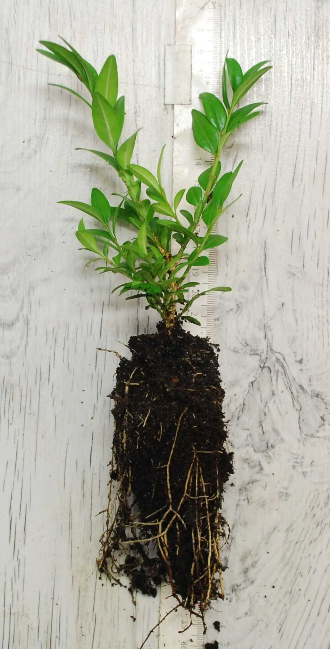 Bukszpan wieczniezielony 'Myrtifolia' Buxus 071