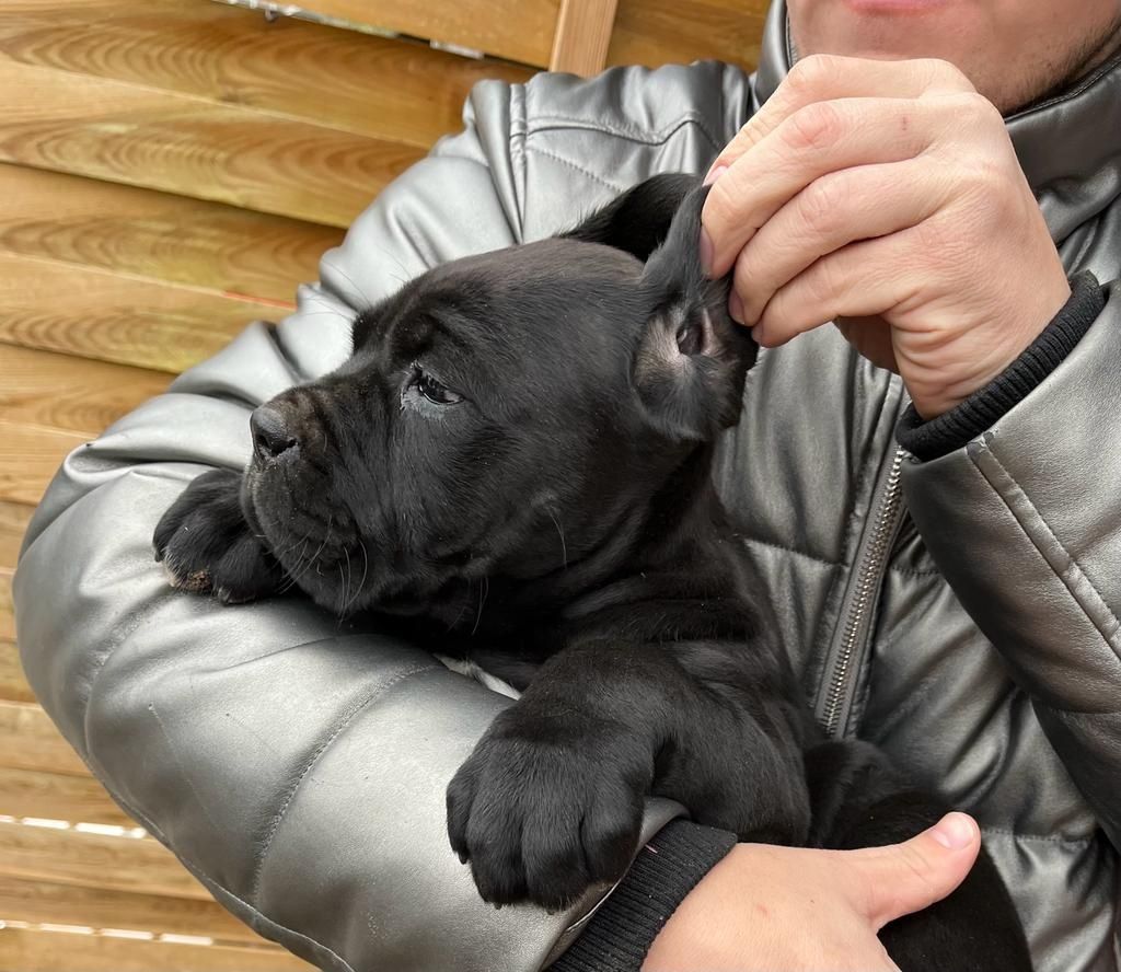 Cane Corso mocny Pies