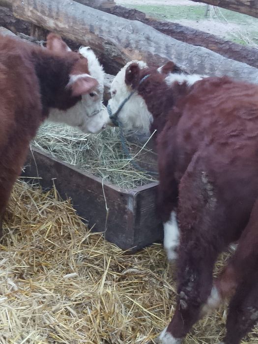 Sprzedam 2 byki hereford 100%