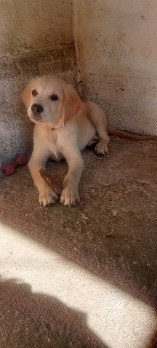 Golden retrivier macho