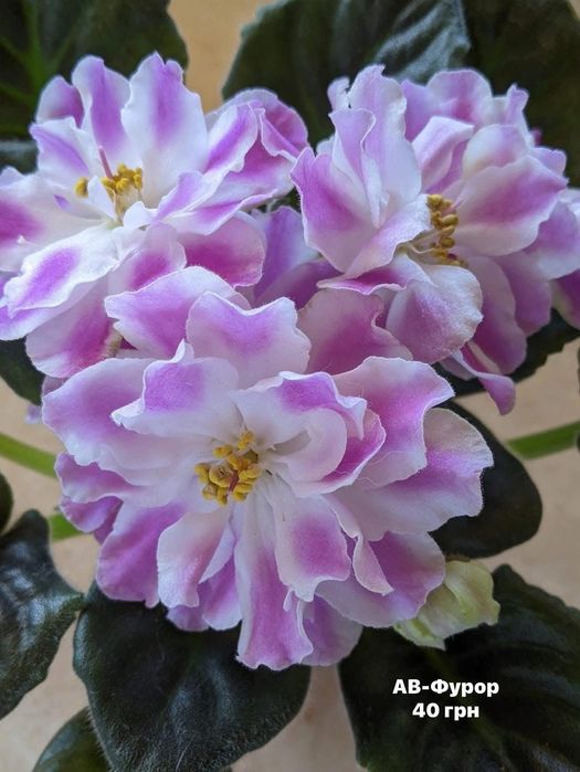 Квітучі Фіалочки, гіпераструм