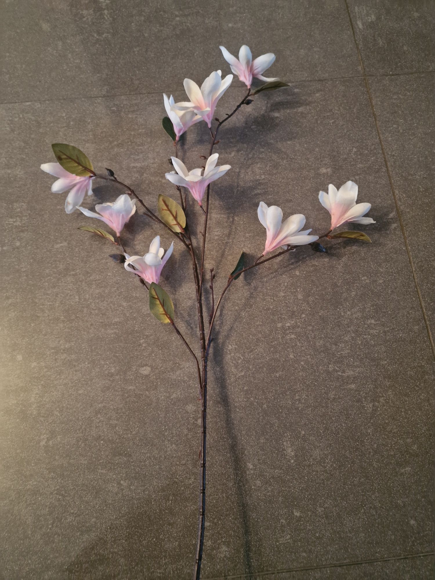 Kwiaty magnoli na gałązce