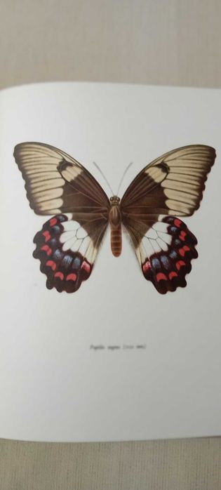 Livro de borboletas Mocha Beautiful Butterfly Plates Full Color 1965
