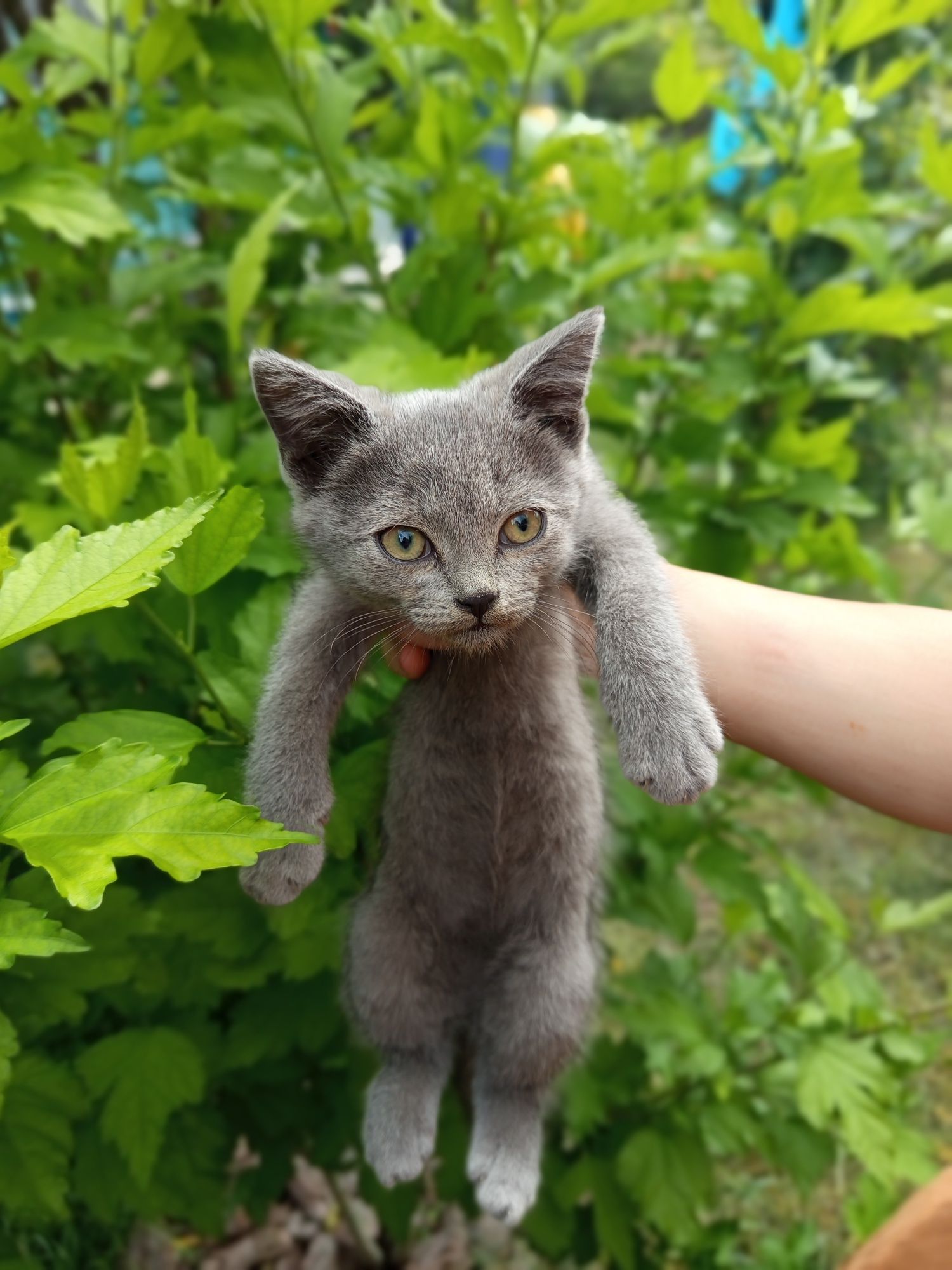 Прямовухий шотландець