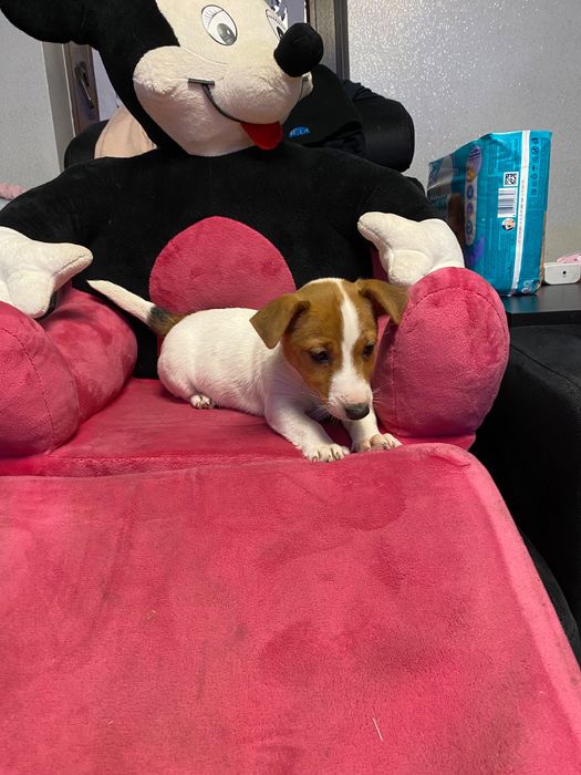 Śliczna suczka Jack Russell Terrier