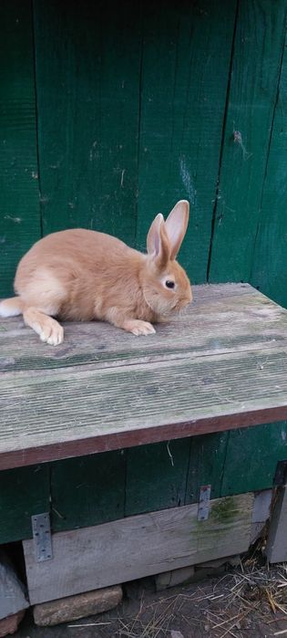 Sprzedam młode króliki burgundzkie