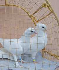 Продам голуби різні породи