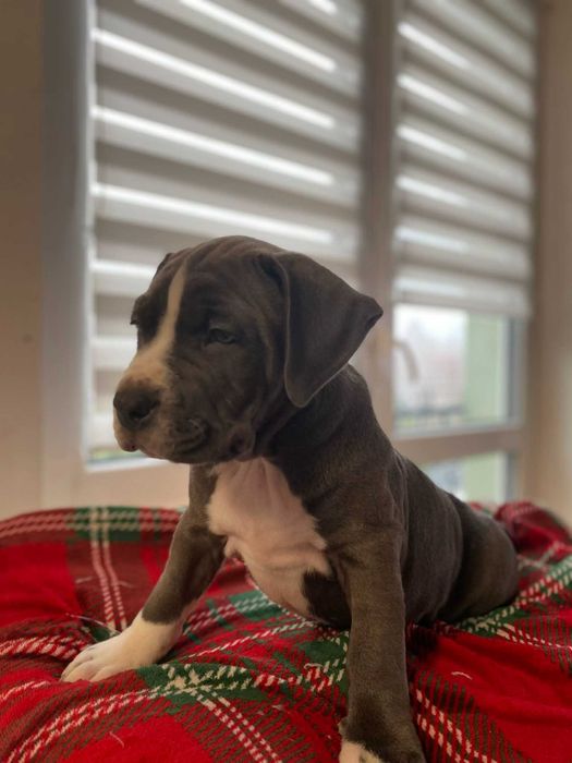 Amstaff blue szczeniak Hodowla Rodowód