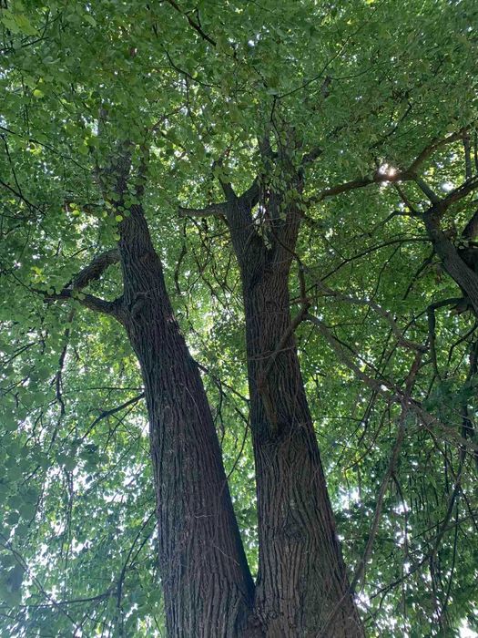 Продаю  земельну ділянку  під будівництво. або хорошу Дачу