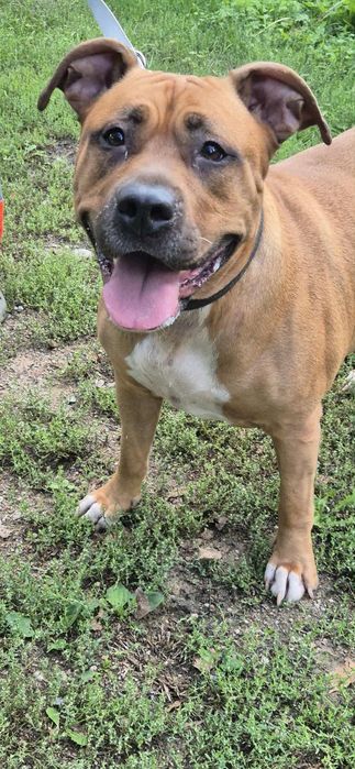 Piękna dama do odpowiedzialnej adopcji