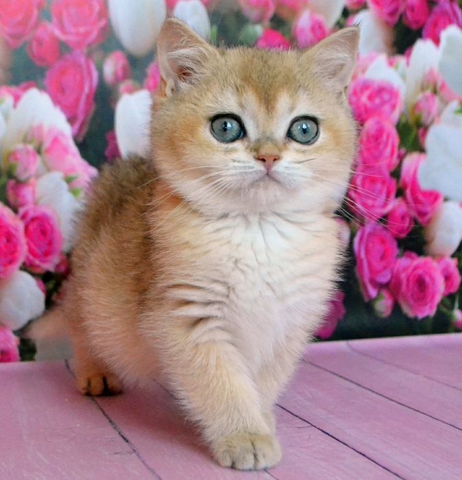 Золота шиншила дівчинка