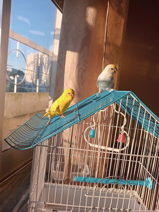 2 piriquitos domésticados