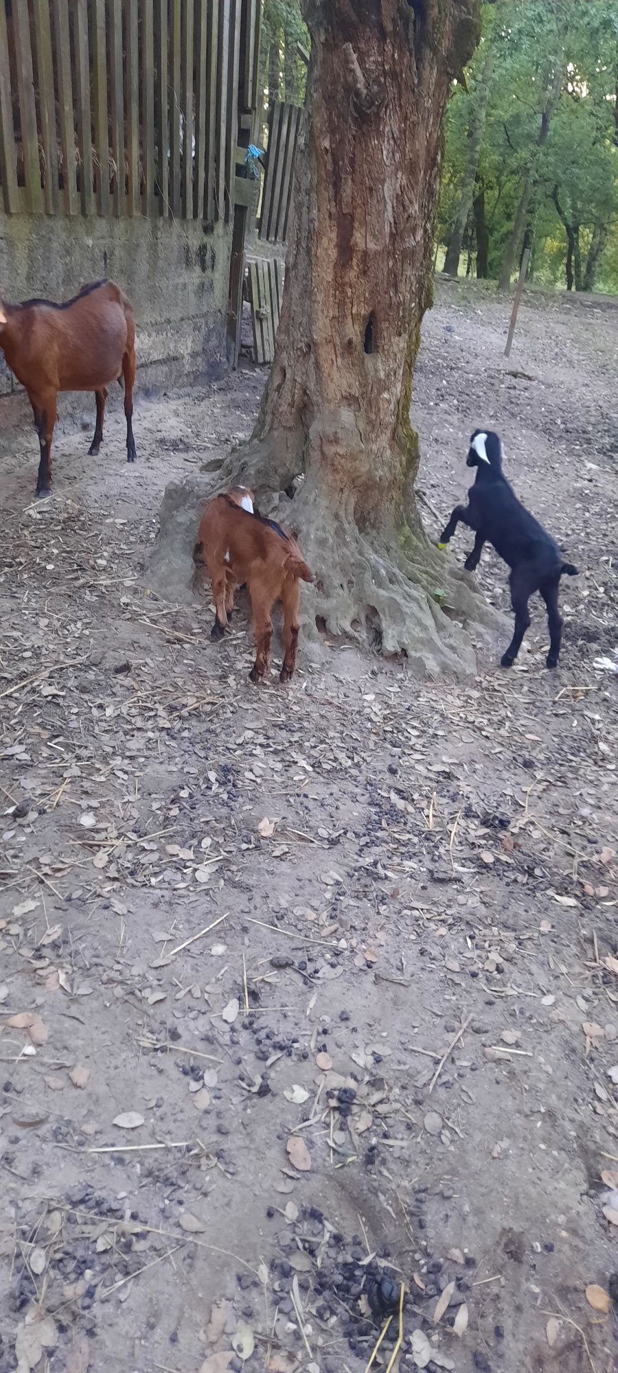 Cabras.vendo conjunto de cabra anglonubiana parda com um casal