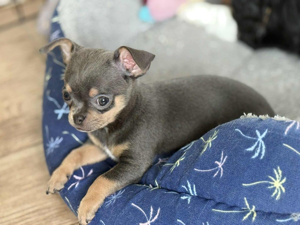 Mini suczka chihuahua
