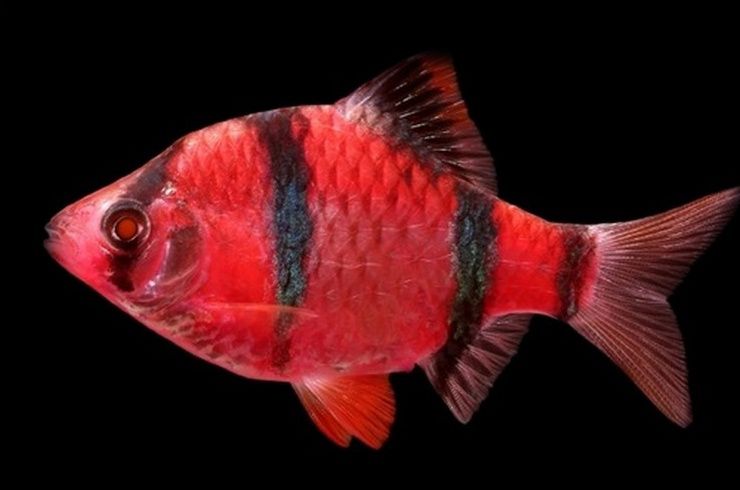 Барбус, барбус глофиш, GloFish, аквариумные рыбки